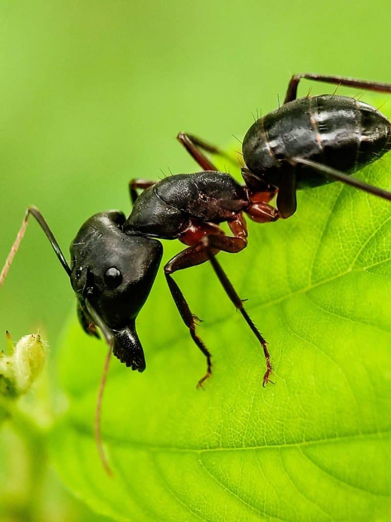 Carpenter Ants - Bug-U Pest Control