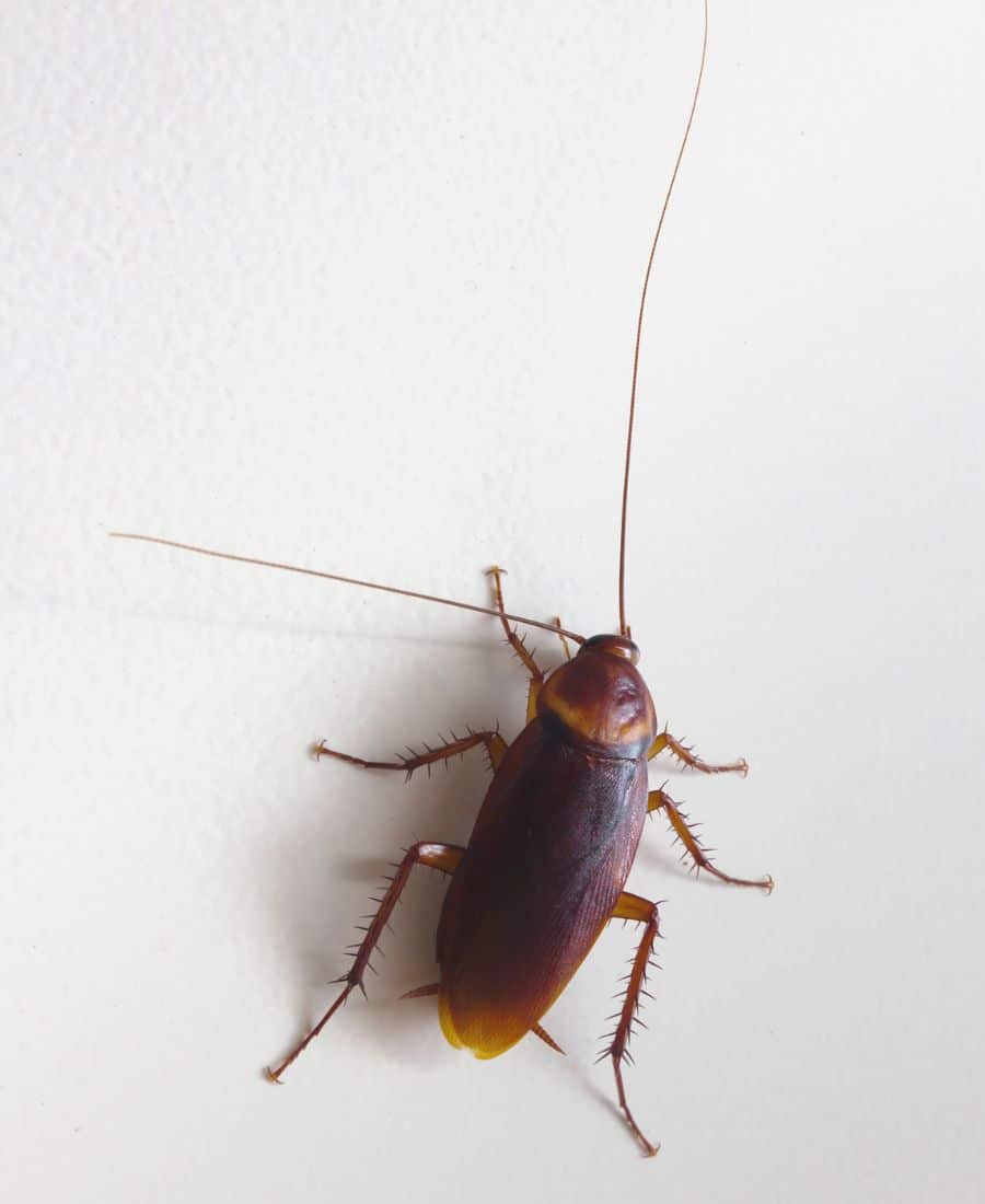 Cockroach Control in Upstate, NY | Bug-U Pest Control